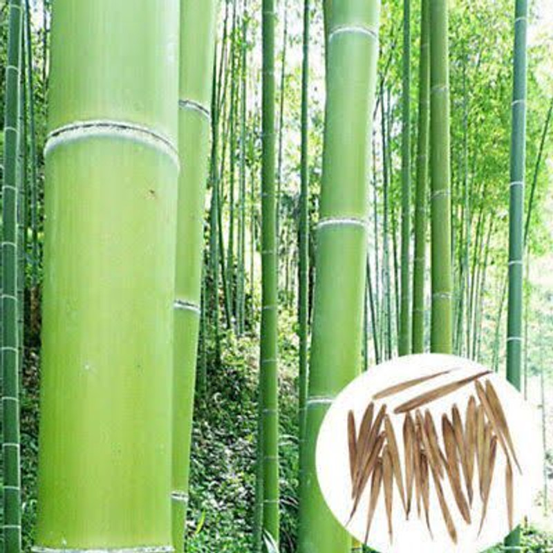 Garden Basket Hubb Bambusa gigantea, Giant Bamboo, Dragon Bamboo Seeds for Farming Seed(125 per packet)