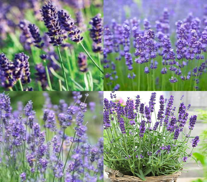 ibains Lavender seeds organic planting no of seeds 29 Seed(29 per packet)