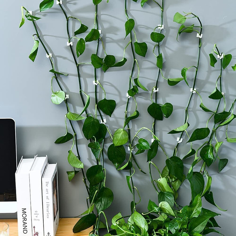 PLASTIZONE Plant Climbing Wall Fixture Clip SELF-Adhesive Hook Plant Straightener(Pack of 30)