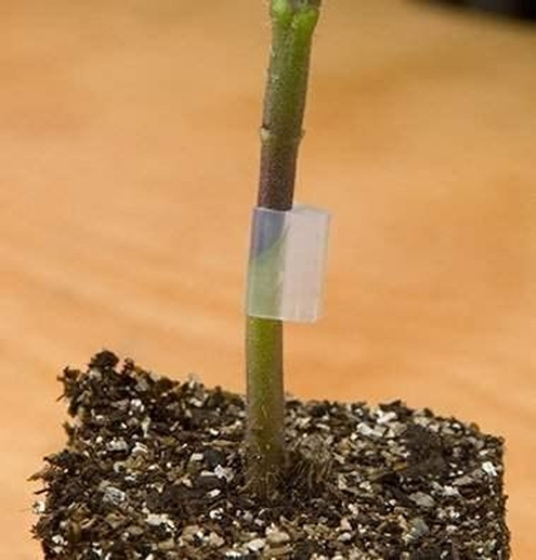 SIDDHI AGRITECH Garden Tomato Plant Clip, Bran Silicone Grafting Clip 2.5 mm Plant Straightener(Pack of 100)