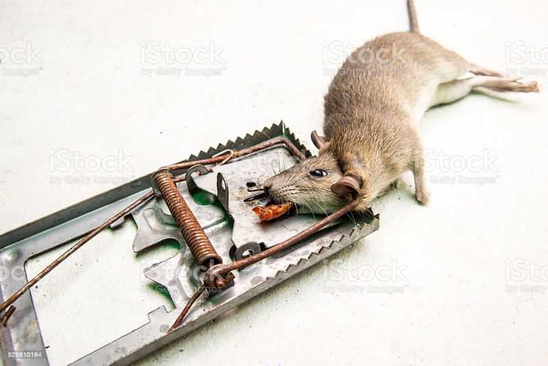 faizia Powerful Snap Trap for Rodent Control Pack of 1 Snap Trap