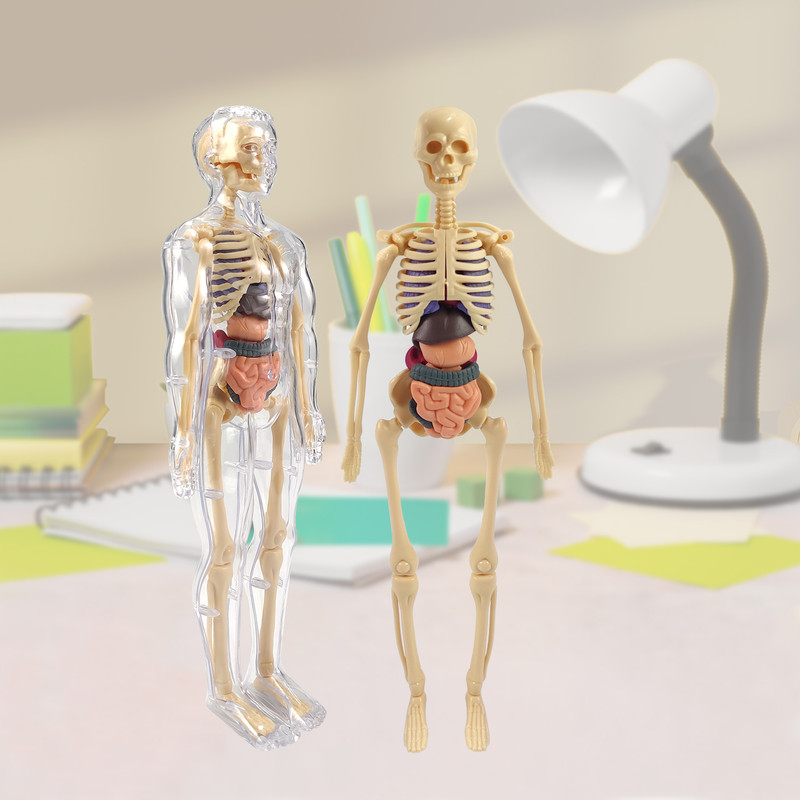 SPEEDFOX Educational Human Body Toy with Skeleton & Organs – Science Model for Kids(Multicolor)