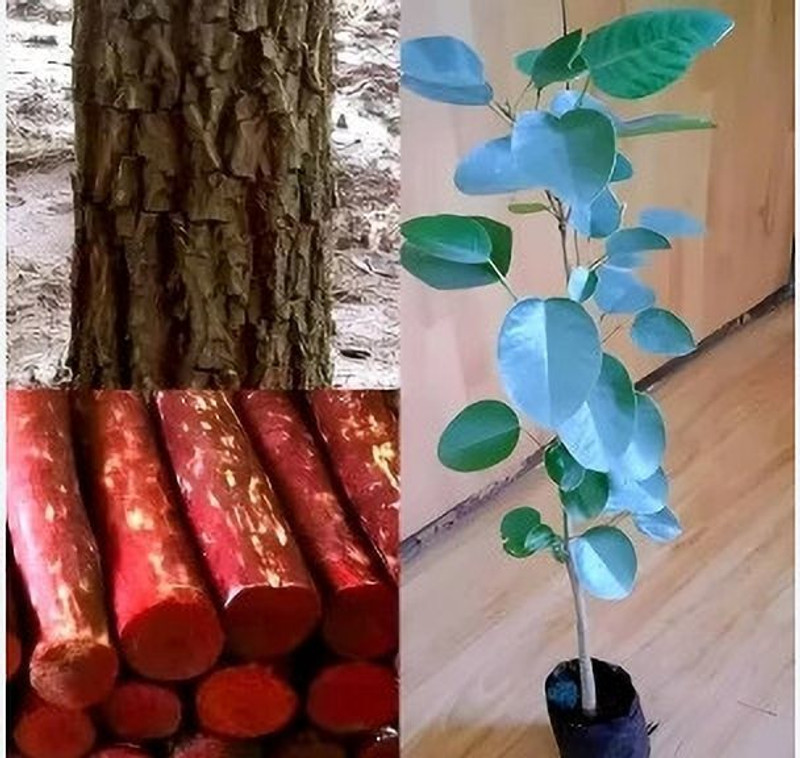 Aclipastal Red Sandalwood Plant(Hybrid, Pack of 1)