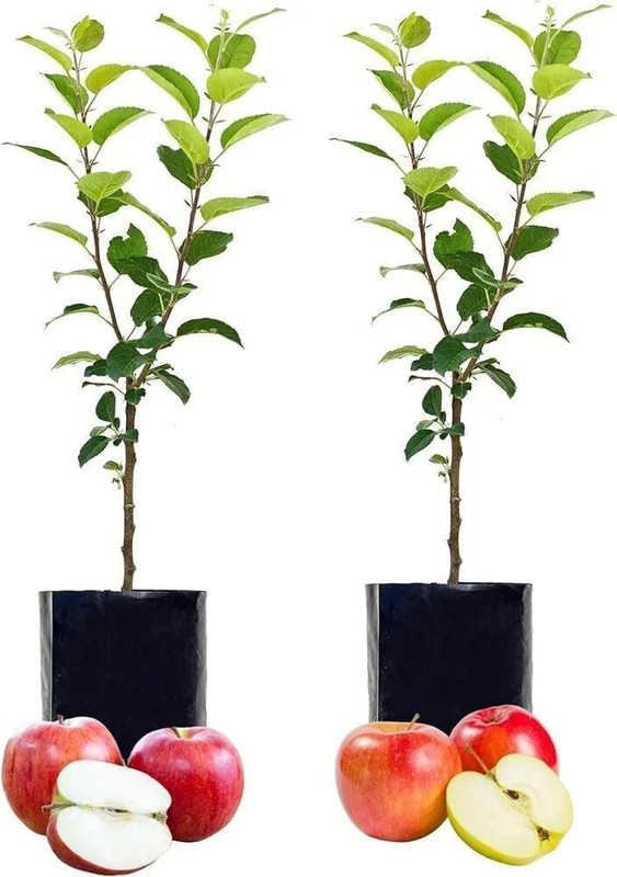 pomgardening Apple Plant(Hybrid, Pack of 1)