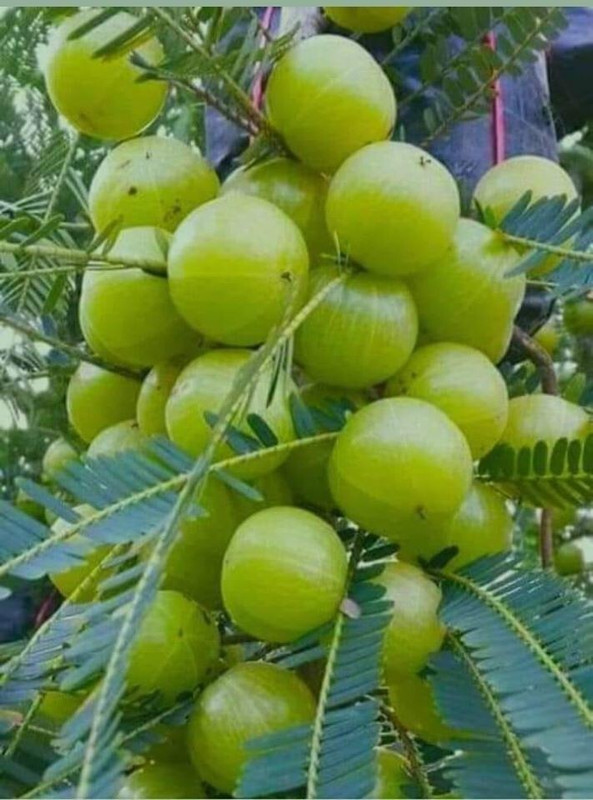 Heaven Of Saplings Amla Plant(Hybrid, Pack of 1)