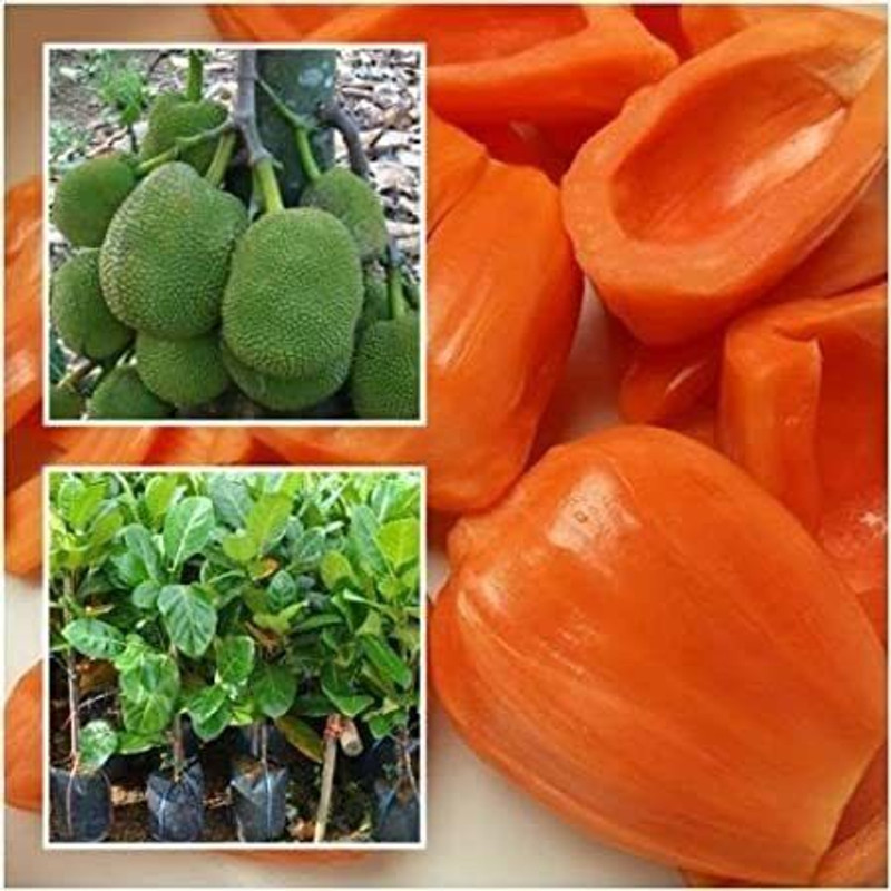 Rozaliya Jackfruit Plant(Hybrid, Pack of 1)