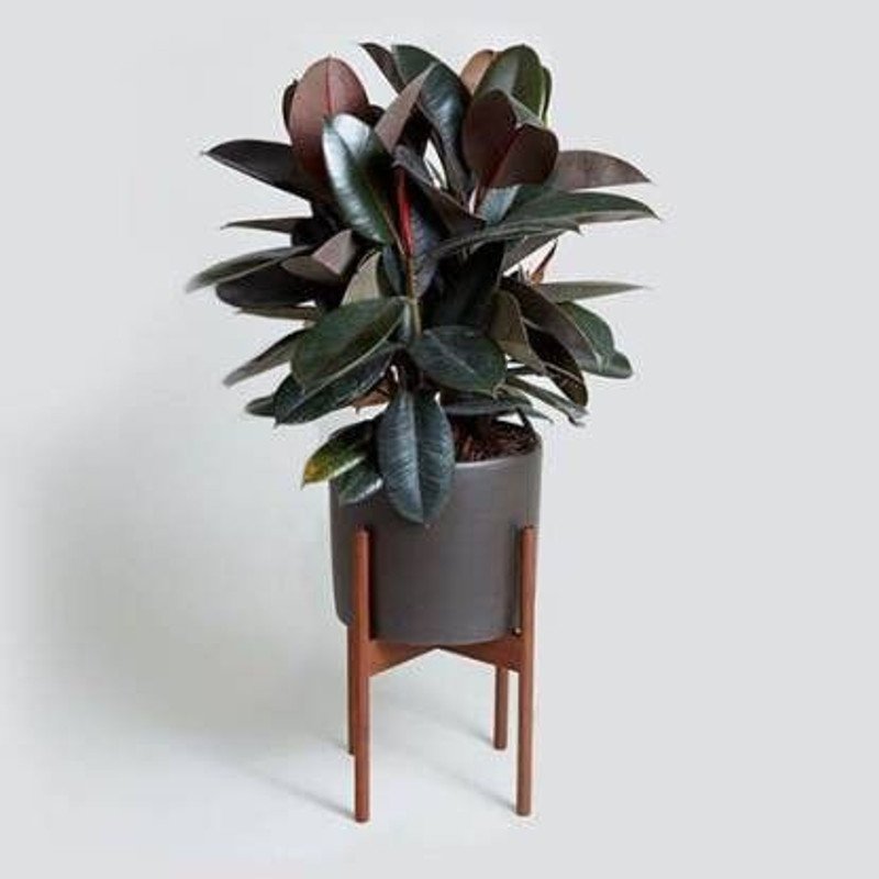 Rozaliya Rubber Tree(Hybrid, Pack of 1)