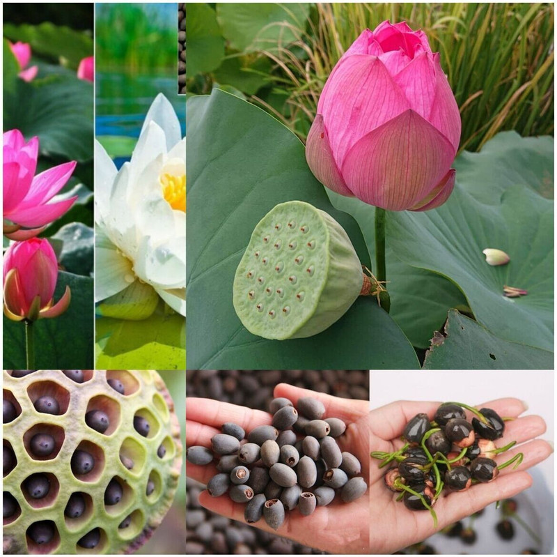 jkfarm Lotus, Kamal Flower Seed(24 per packet)