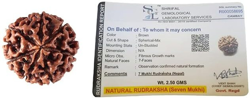 Divine Spirituals 7 Mukhi Rudraksha Nepali (Big Size) Lab Certified Rudraksha Polished Round Crystal Stone(Multicolor 25 g)