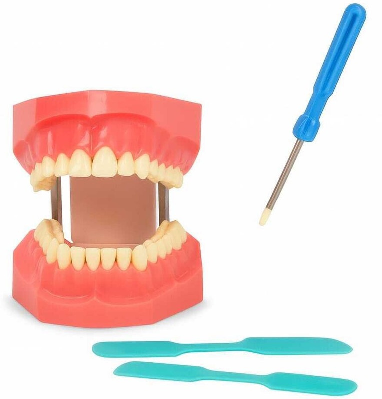 Prevest Standard Adult Teeth Model | Life Size Typodont Denture with Tooth Decay Surgical Plier(Silicone)