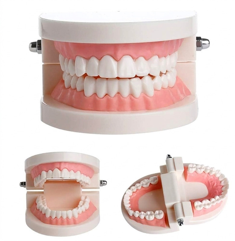 BOGOTA Dental Standard Adult Teeth Model - Anatomically Accurate Typodont Teeth Wipe(Pack of1)