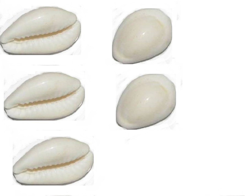 manorama White Cowrie Safed Gora Kawdi Kaudi Kowdi Sea Shell (5 Pieces) Sacred Shankh Stoneware Yantra