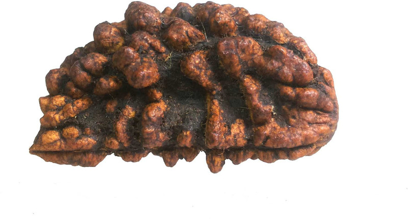 Chakradhari 100 Original 1 Mukhi Rudraksha With Lab Test Certificate And X Ray Report R1 Wooden Yantra Pack Of 1 Buy Online In Bahamas At Bahamas Desertcart Com Productid 162805930 Place rudraksha in a glass of fresh milk. desertcart
