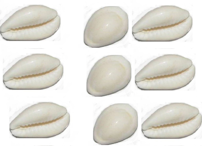 manorama White Cowrie Safed Gora Kawdi Kaudi Kowdi Sea Shell (5 Pieces) Sacred Shankh Stoneware Yantra