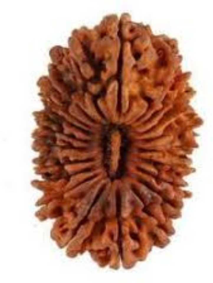 Feeltouchmart 21 Mukhi Rudraksha Natural Nepal Rudraksha Wood Price In India Buy Feeltouchmart 21 Mukhi Rudraksha Natural Nepal Rudraksha Wood Online At Best Prices In India Flipkart Com Rudraksha beads are strung together as a mala or worn singularly in a pendant. inr