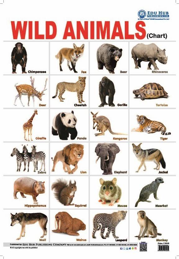 wild animals chart buy wild animals chart by nidhi kundra at low
