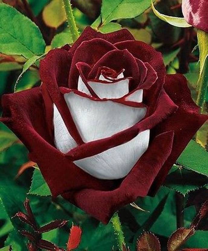 Priyathams Imported Bonsai Very Beautiful Ruby Rose Indoor Plant Seed