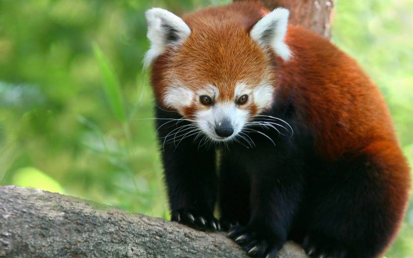 Animal Red Panda Poster Paper Print Animals Posters In