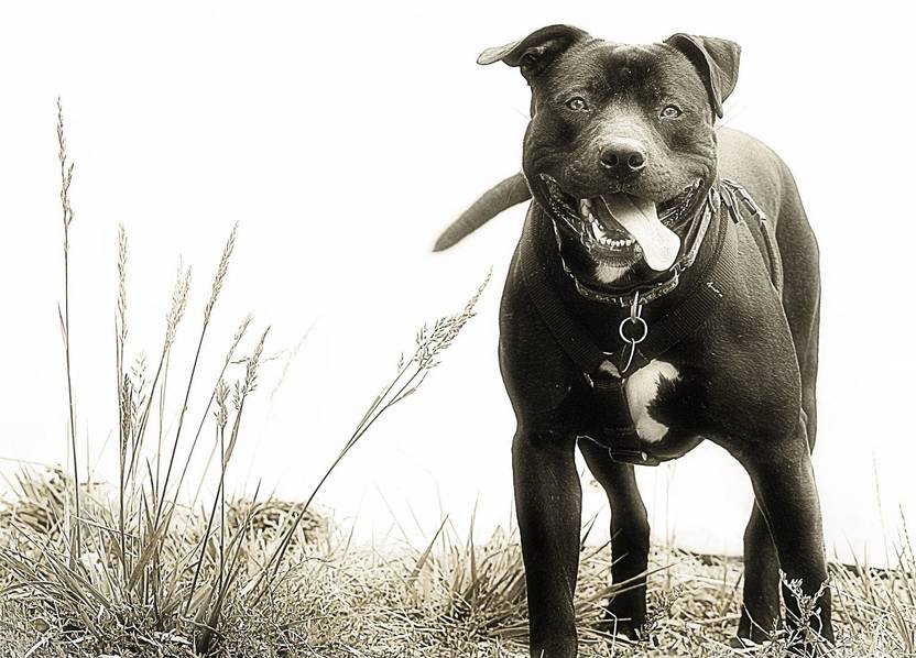 American Pitbull Dog Poster Paper Print Animals Posters In