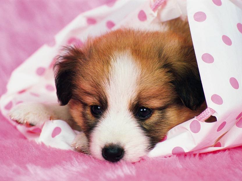 Cute Dog Sleeping Poster Paper Print Animals Posters In