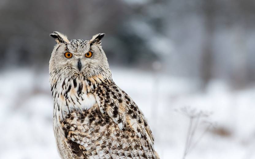 Winter Siberian Animal Owl Wildlife Poster Paper Print