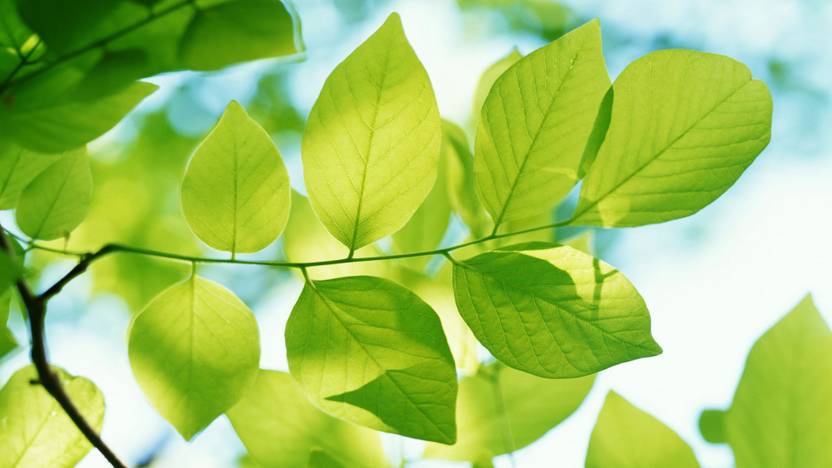 Spring Nature Tree Leaf Macro Poster Paper Print Nature