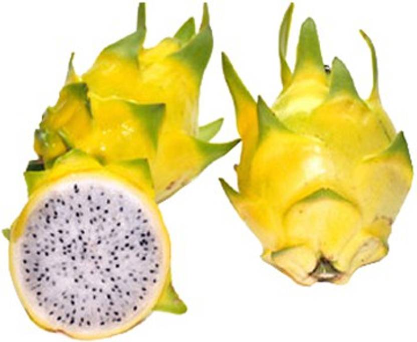 futaba yellow dragon fruit pitaya organic seed price in india buy