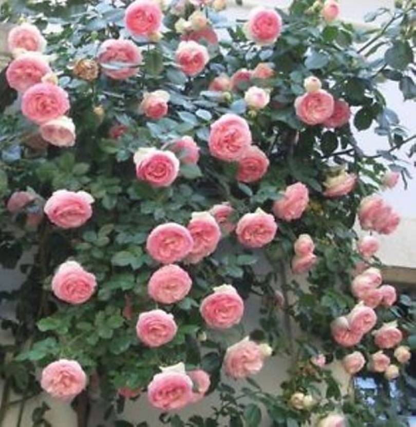 Priyathams Imported Pink Climbing Rose Plant Seed Price in India - Buy ...