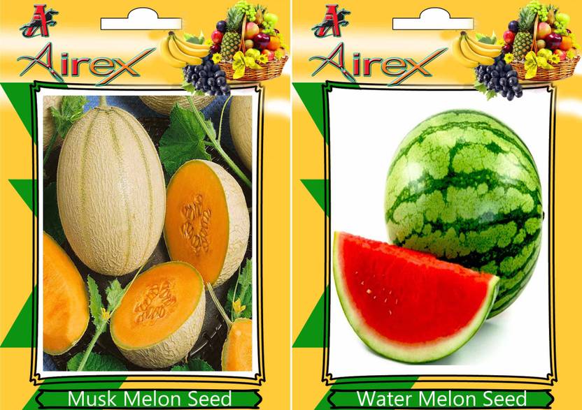 airex musk melon water melon seed price in india buy airex musk