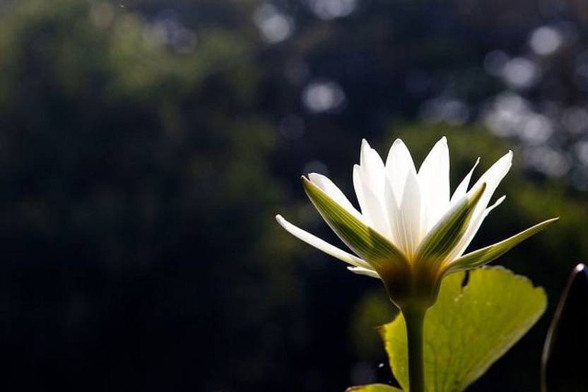 Wall Decor White Water Lily Paper Print Paper Print Decorative