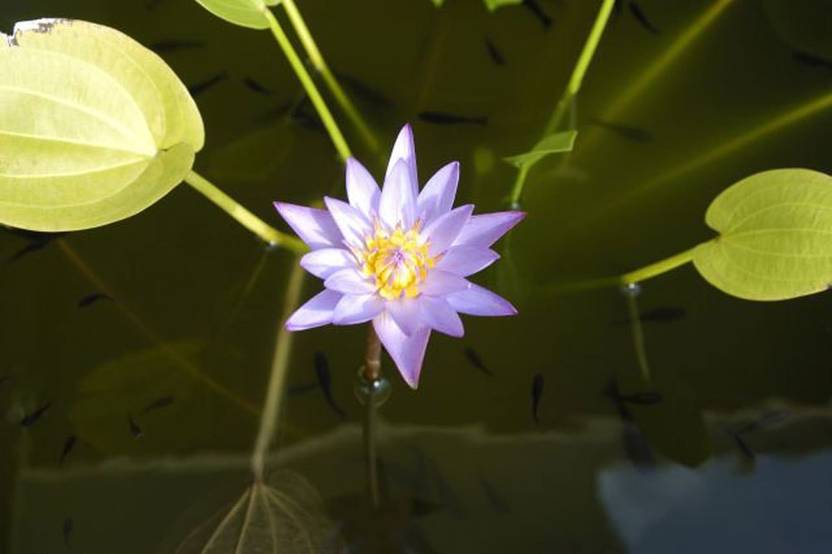 Wall Decor Water Lily Paper Print Paper Print Decorative Posters