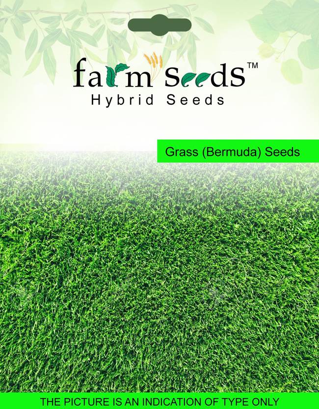 Farm Seeds Bermuda Grass Seed Price in India Buy Farm Seeds Bermuda