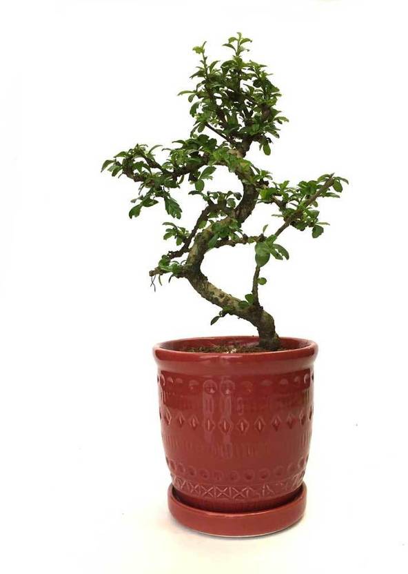 Carmona Bonsai Tree Leaves Turning Brown - bonsai tree