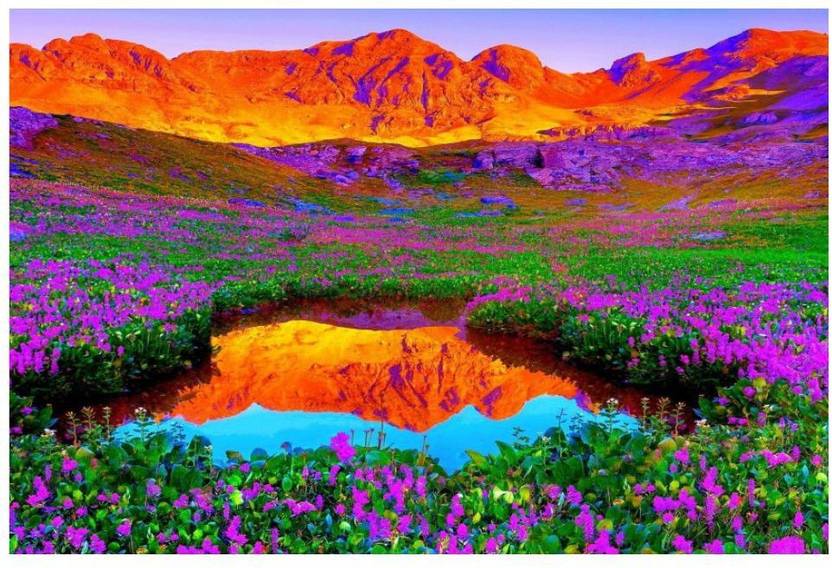 Wall Poster Beautiful Flowers Surface Covering Area 36 X 24