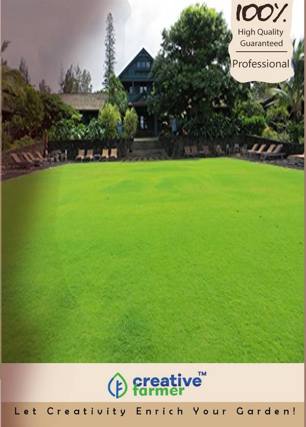 Creative Farmer Couch Lawn Grass Seeds Seed Price In India Buy