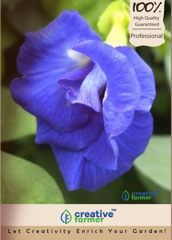 BEST ORIGINAL 30 SEEDS WHITE BUTTERFLY PEA DOUBLE LAYER  FLOWER