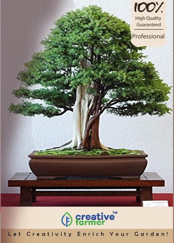 Juniperus Communis 20 Bonsai Seeds Common Juniper