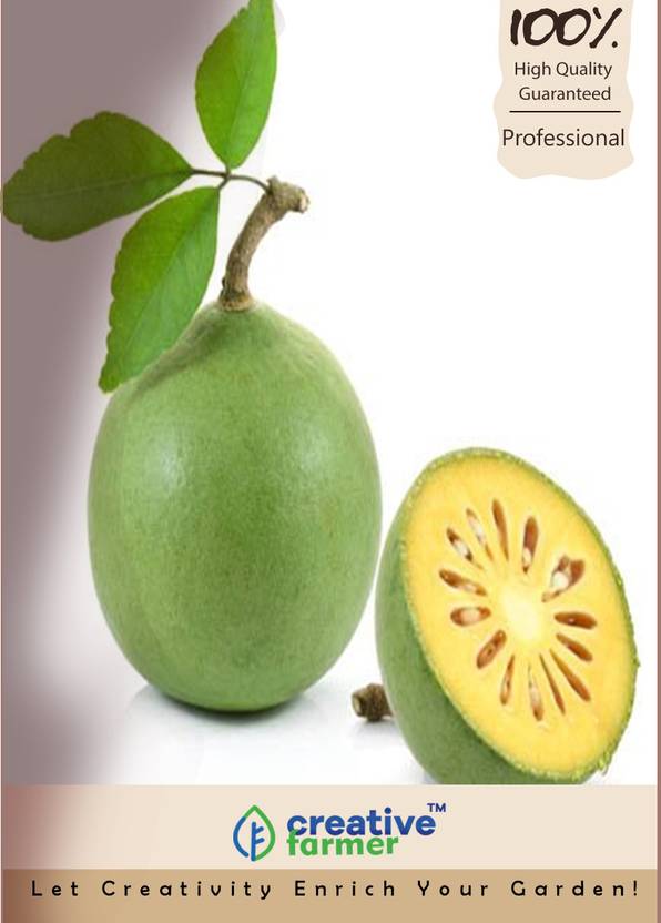 creative farmer Bael Fruit Tree Seeds Seed Price in India Buy
