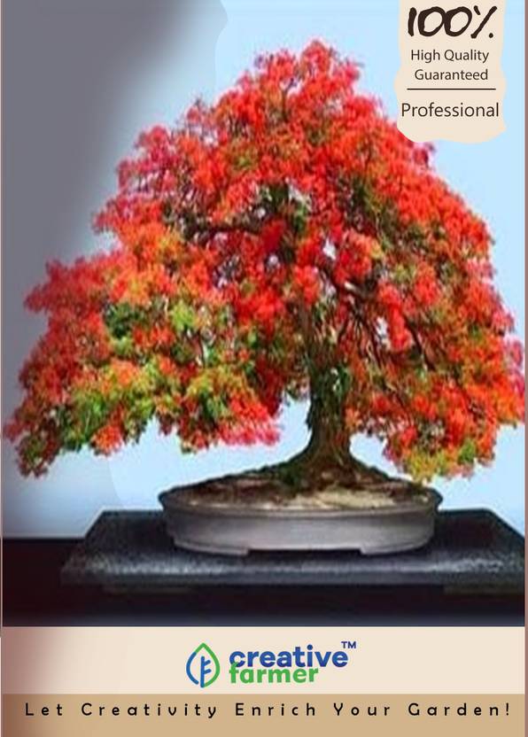 40 Best Collections Buy Bonsai Seeds Online India Pink Wool Aashim gulati, aakanksha singh and gaurav chopra were the leads of the series. pink wool blogger