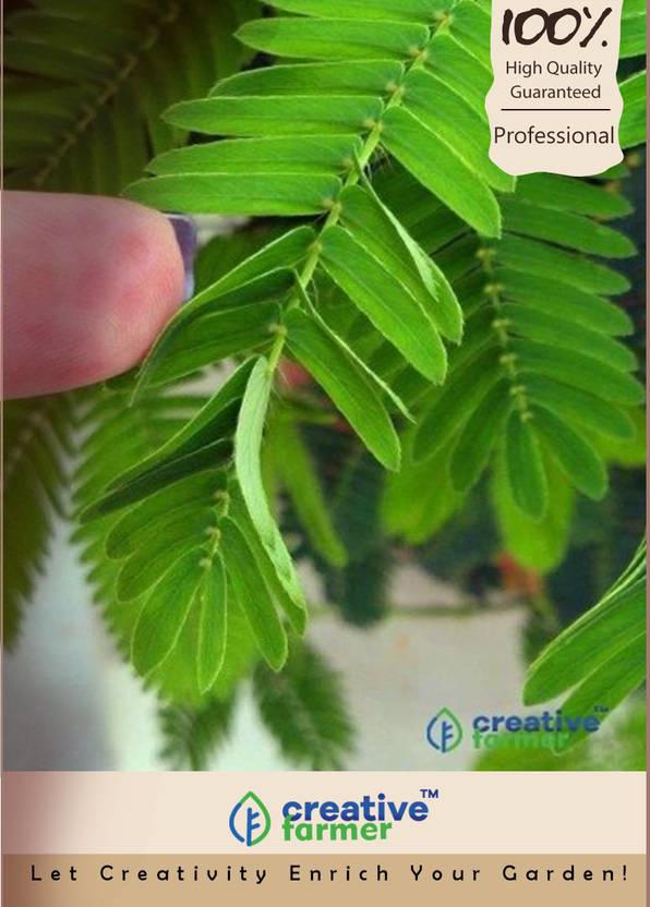 Creative Farmer Touch Me Not Plant Seeds Seed