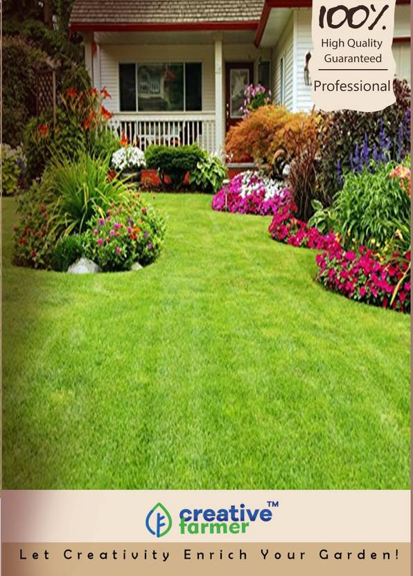 Creative Farmer Couch Grass Seeds Seed Price In India Buy