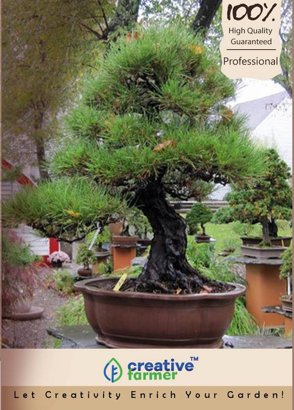 Creative Farmer Agoho Outdoor Bonsai Tree Seeds Seed Price In India Creative Farmer Agoho Outdoor Bonsai Tree Seeds Seed