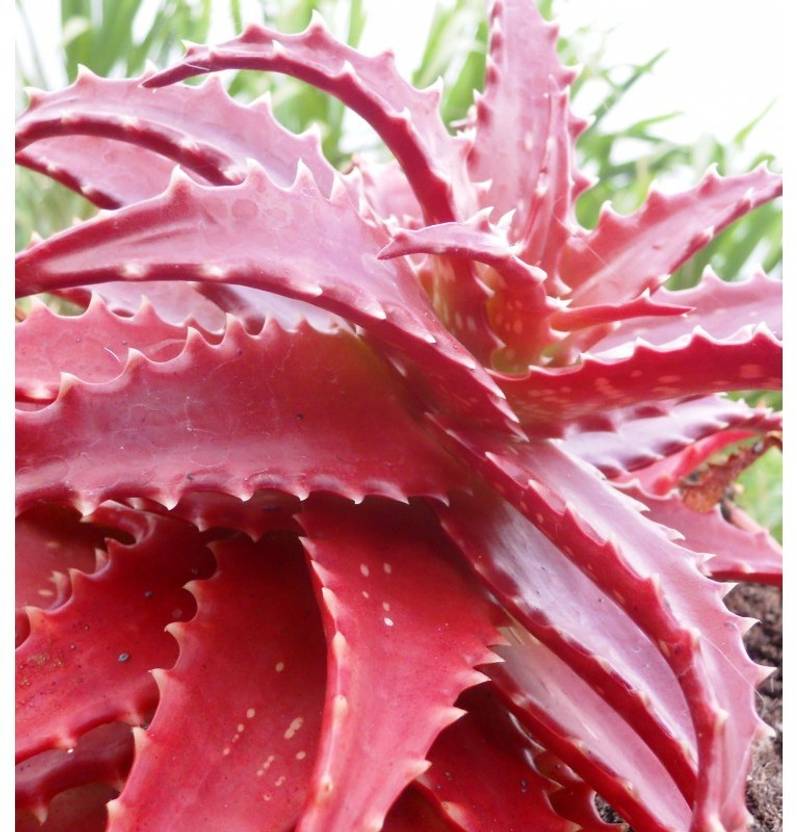 Priyathams Imported RED ALOE VERA Potted plant Seed Price in India