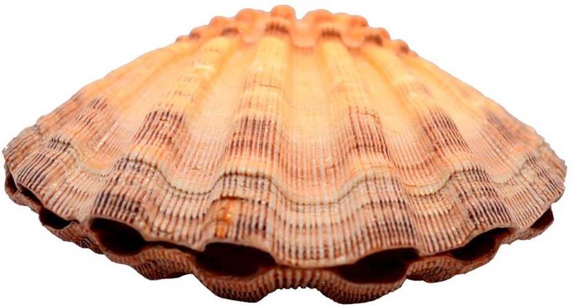 Haastika Sea Shell Clam For Home Decor Decorative Shankh Price In