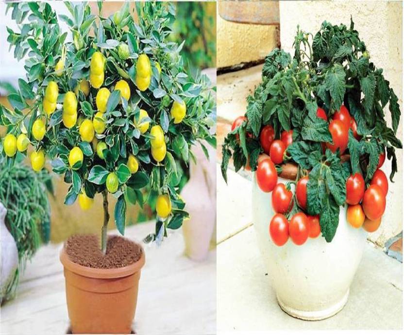 Tomato Bonsai Tree - bonsai tree Tomato Bonsai Tree - bonsai tree