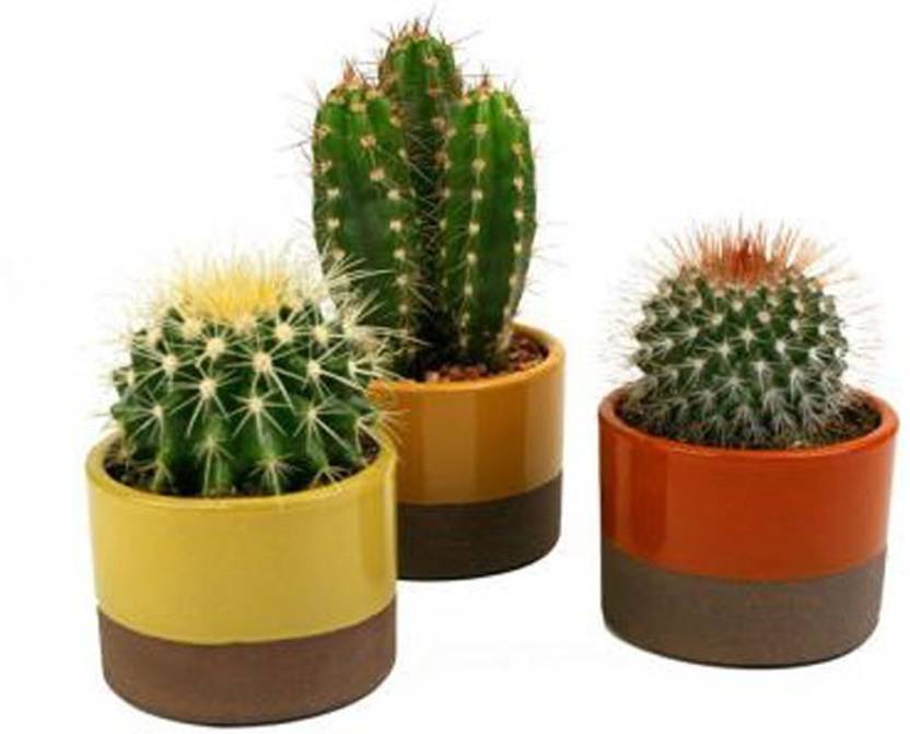 priyathams imported cactus plant