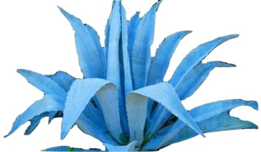 Rosemerc Aloe Vera Seed Price In India Buy Rosemerc Aloe Vera