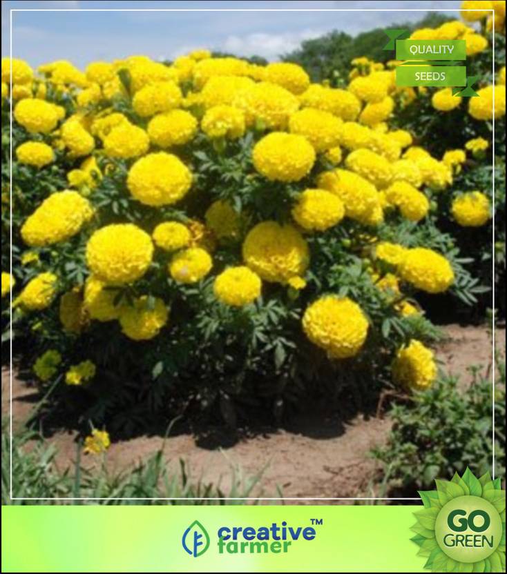 creative farmer MarigoldDhan Basanti Flower Seeds For All Season India