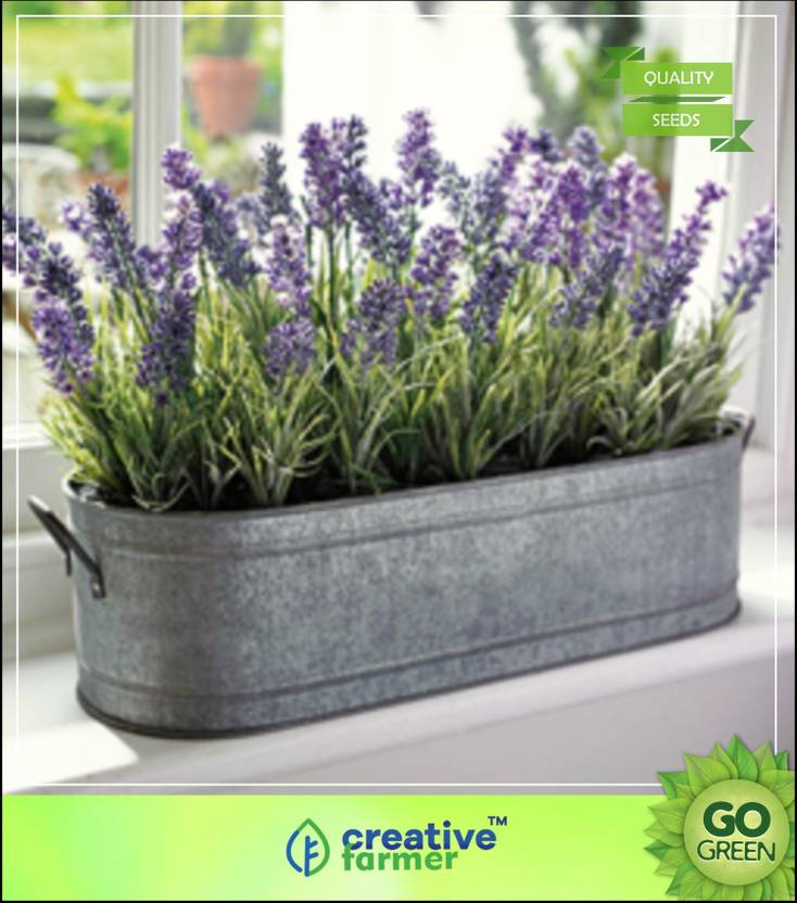Creative Farmer Herb Seeds Home Depot Lavender Lavandula Creative Farmer Herb Seeds Home Depot Lavender Lavandula Officinalis Garden Flower Plant Seed