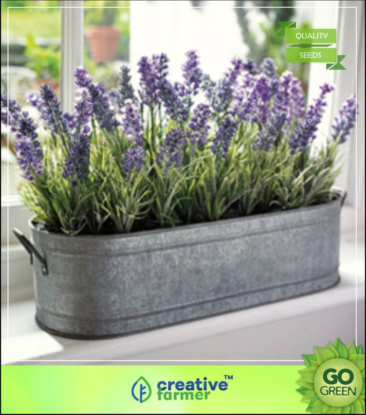 Creative Farmer Herb Seeds Home Depot Lavender Lavandula